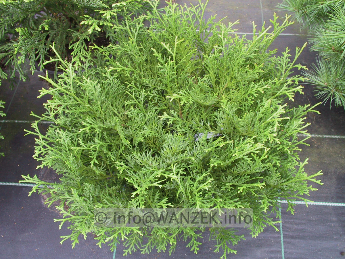 Thujopsis dolabrata Minima 01.JPG